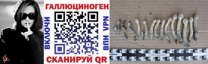 Псилоцибиновые грибы Psilocybine cubensis  Ноябрьск 